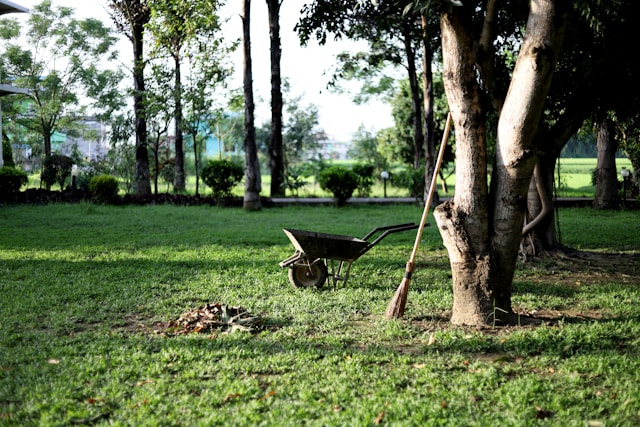 black-wheelbarrow-near-tree-during-daytime
