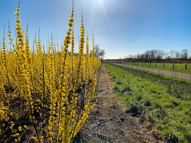 yellow-petaled-flowers-near-road-under-blue-sky